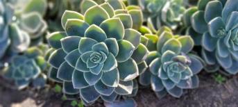 辦公室裝修:打造你的舒適綠色辦公室環(huán)境，療愈系多肉植物5選！